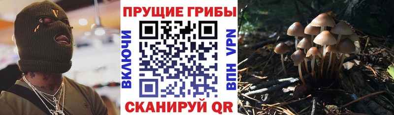Псилоцибиновые грибы мицелий Елабуга
